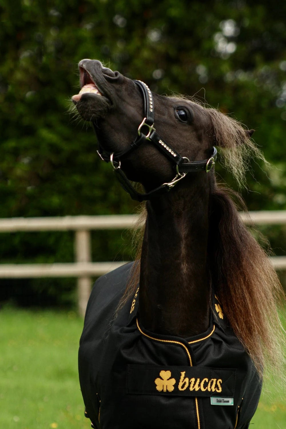 Derka Bucas Irish Turnout 0g Navy/Gold