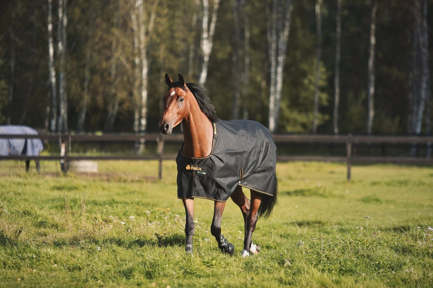 Derka Bucas Irish Turnout 0g Navy/Gold