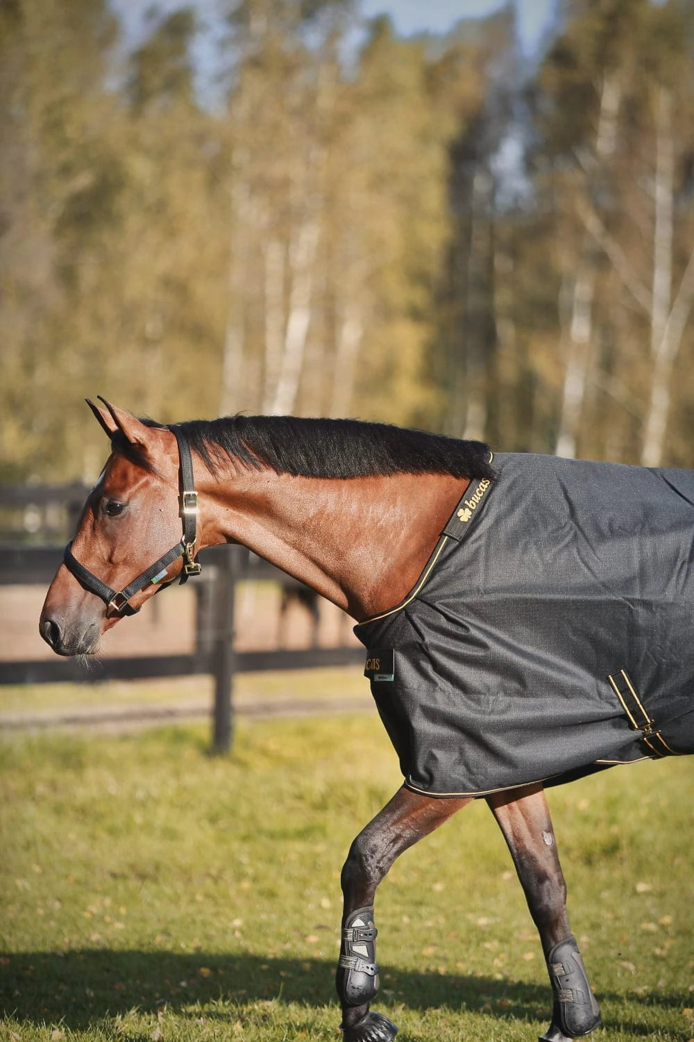 Derka Bucas Irish Turnout 0g Navy/Gold