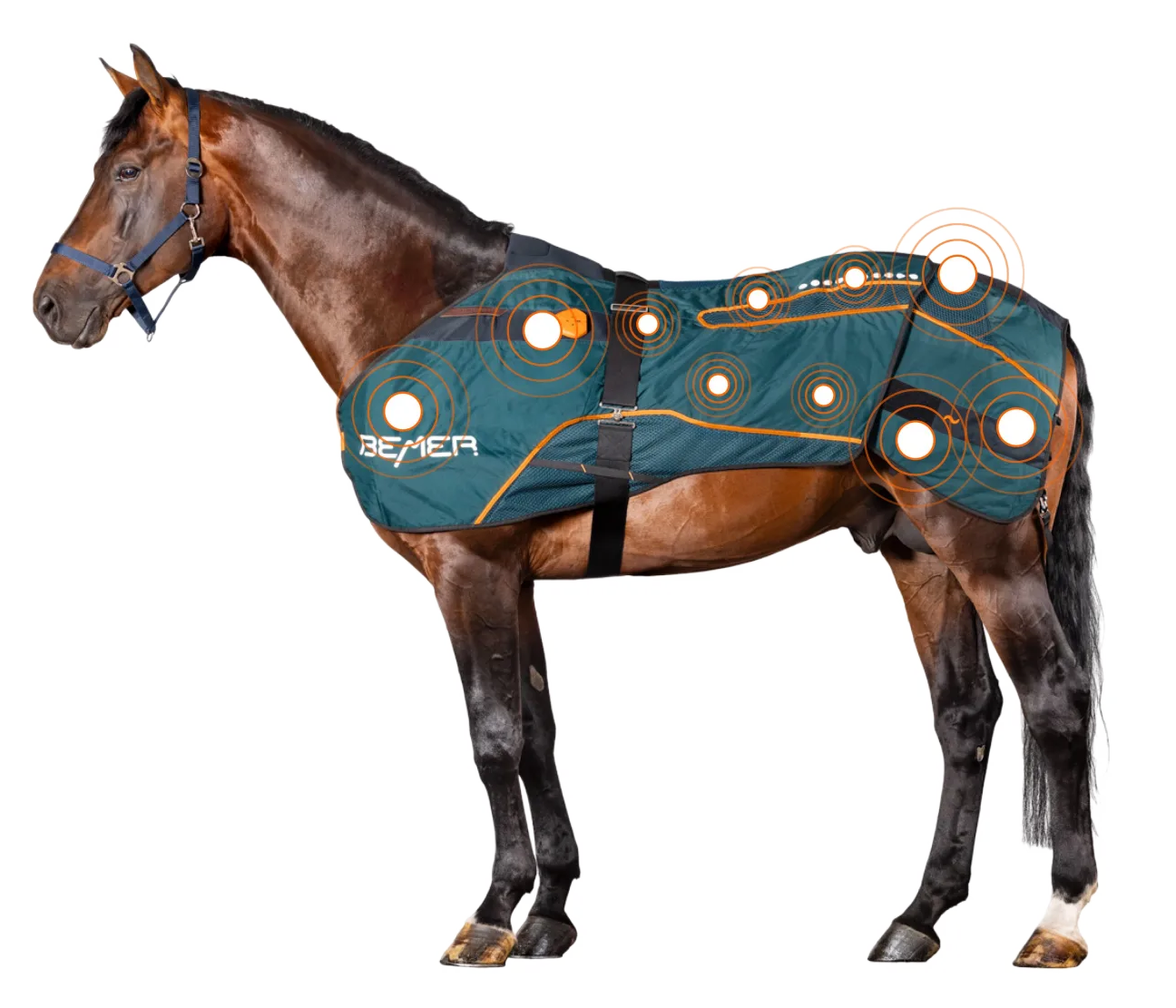 Ochraniacze BEMER Horse – kompleksowa terapia dla Twojego konia