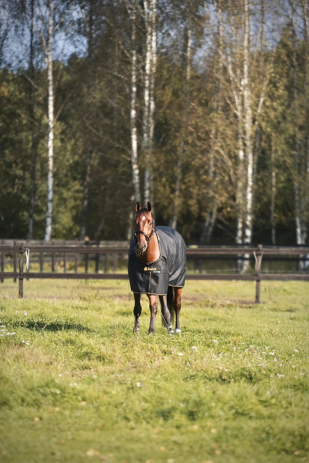 Derka Bucas Irish Turnout 0g Navy/Gold - Cavalo