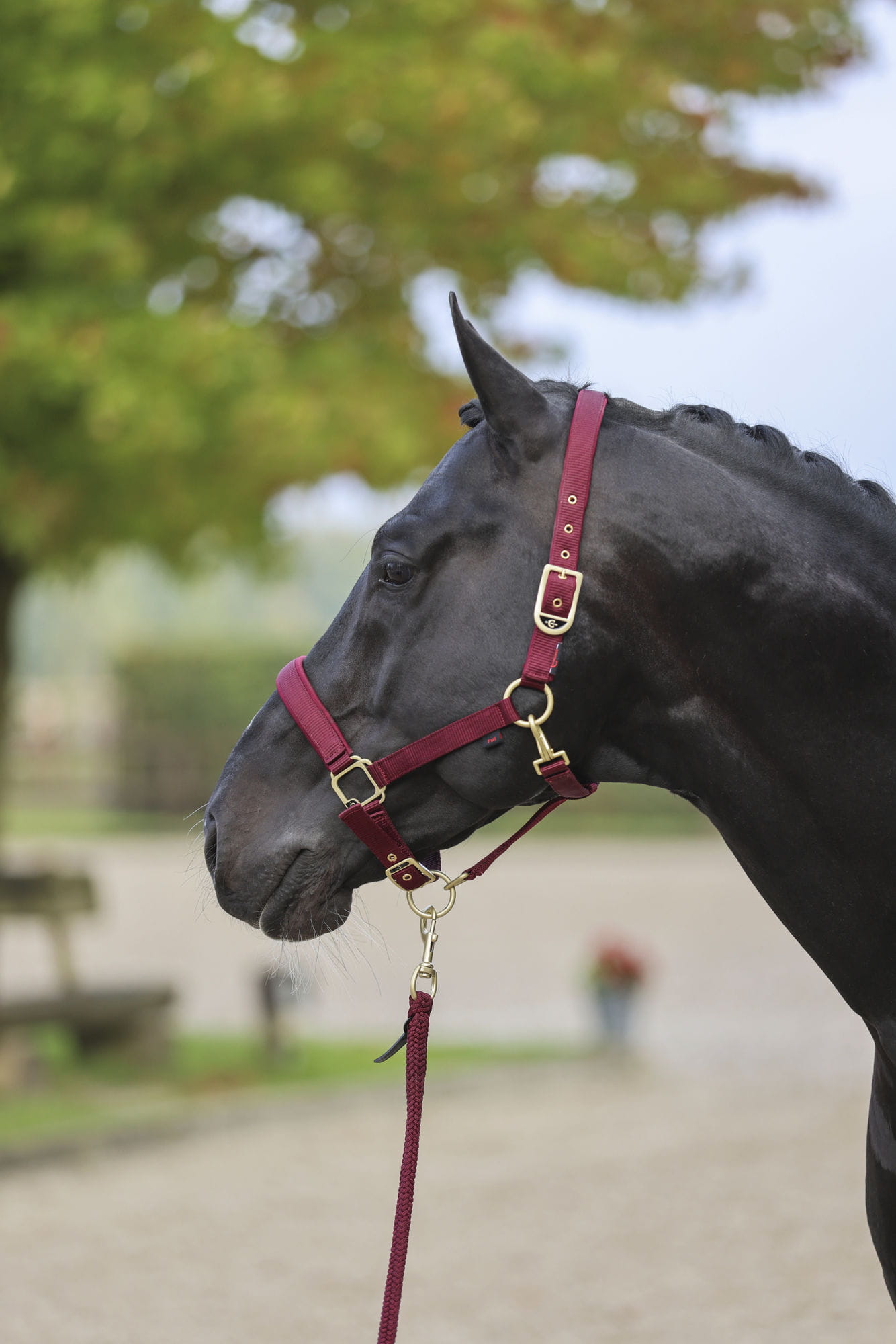 Kantar dla konia Classy Covalliero - Cavalo