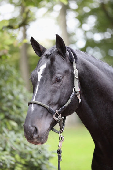 Kantar dla konia Cordano, oliwkowy Covalliero - Cavalo