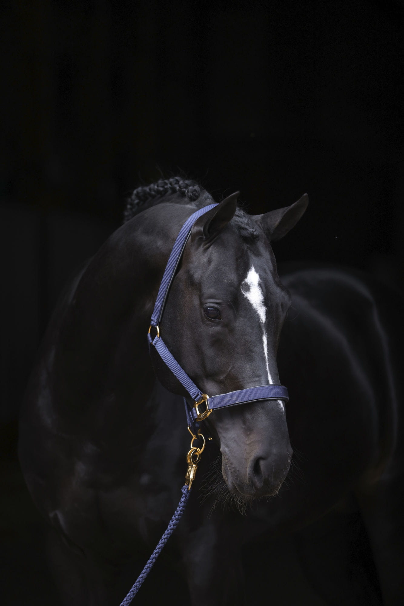 Kantar dla konia TopLine Covalliero - Cavalo