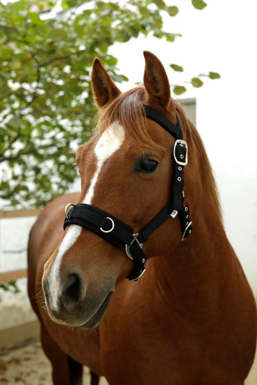 Kawecan dla konia czarny Covalliero - Cavalo