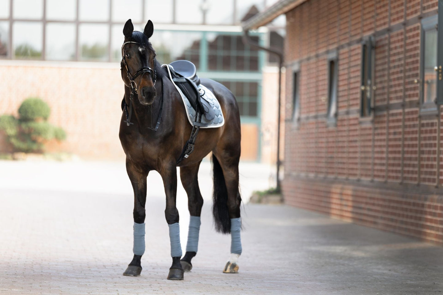 Czaprak Eskadron Glossy Wave Contrast Basic - Cavalo
