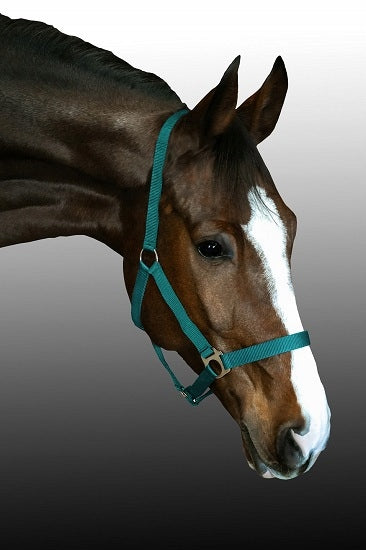 Kantar dla konia BASIS Fenix Full - Cavalo
