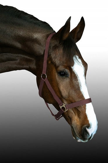 Kantar dla konia BASIS Fenix roz.Full brązowy - Cavalo