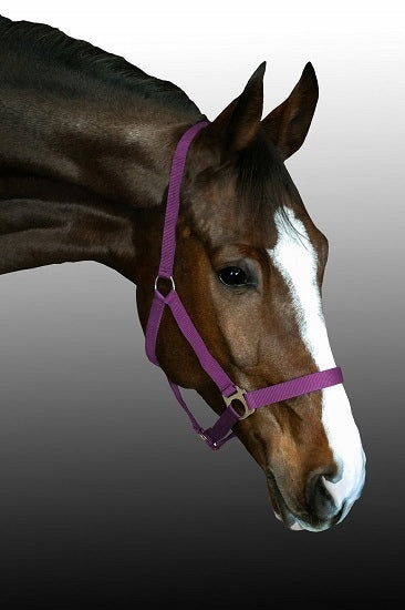 Kantar dla konia BASIS Fenix roz. Pony fioletowy - Cavalo