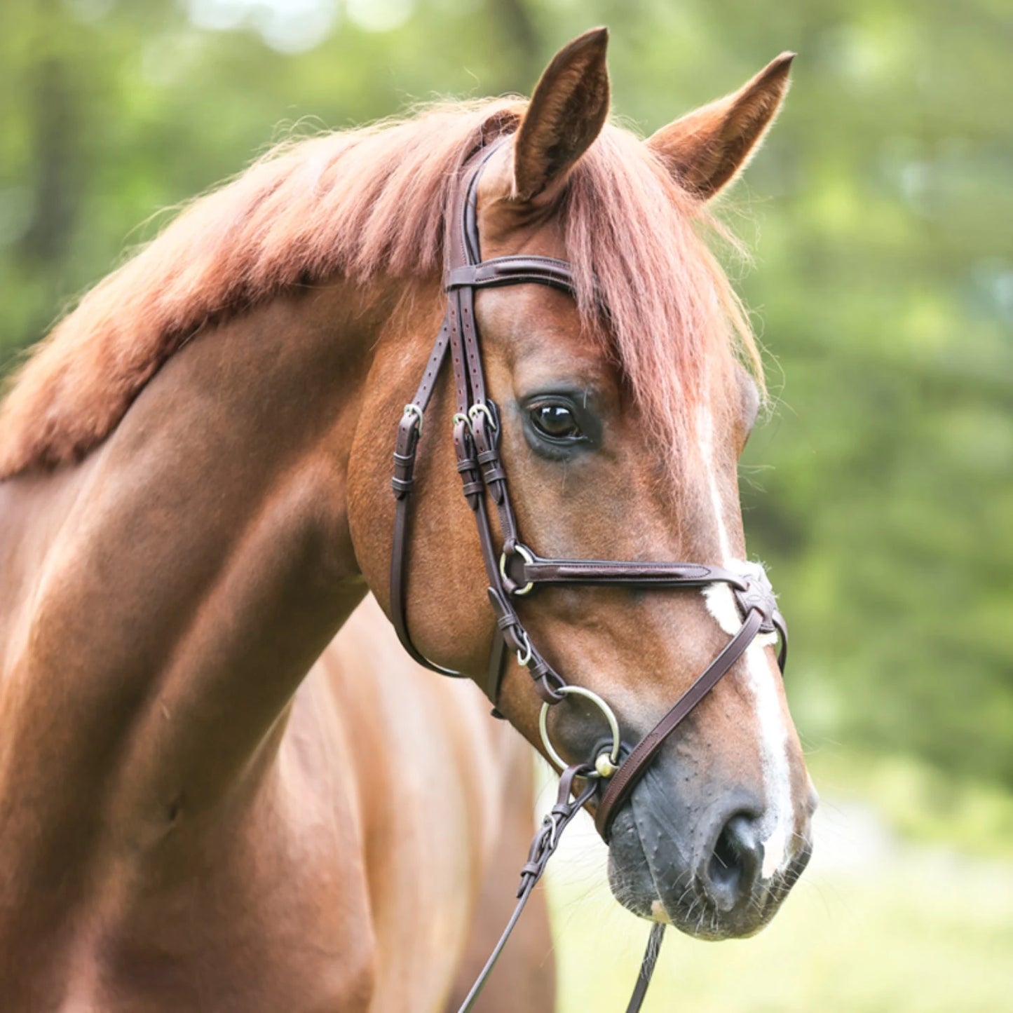 Ogłowie Everado Kavalkade z nachrapnikiem meksykańskim - Cavalo