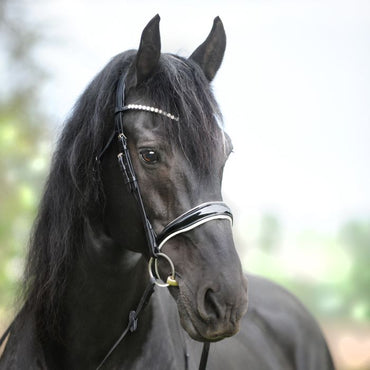 Ogłowie Juliana Kavalkade z nachrapnikiem angielskim - KavalSH4 - Cavalo