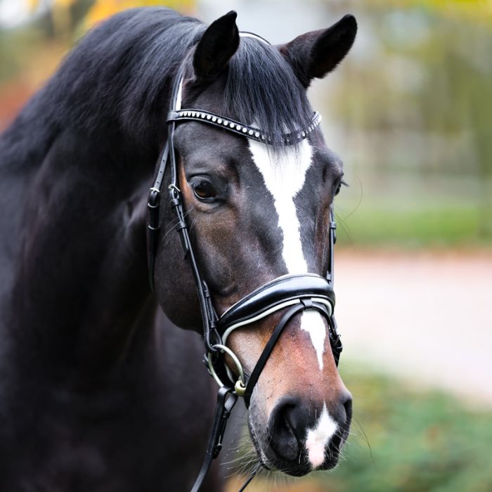 Ogłowie munsztukowe Charlotte Kavalkade - Cavalo