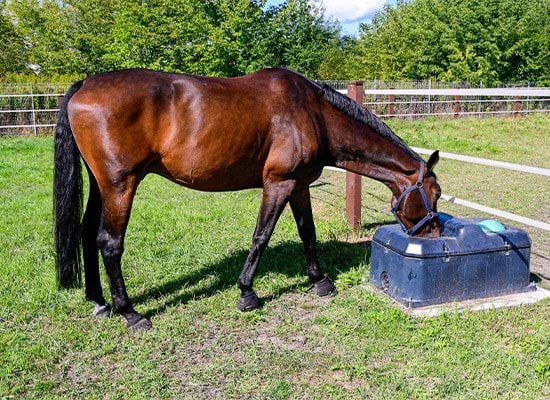 Poidło niezamarzające izolowane dwukomorowe Kerbl kulowe 100 l - Cavalo