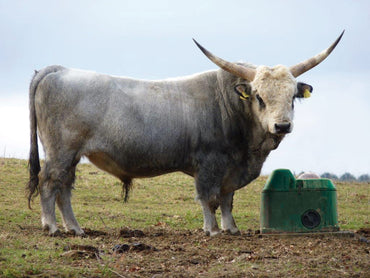 Poidło izolowane THERMOLAC kulowe 40 l La Buvette - Cavalo