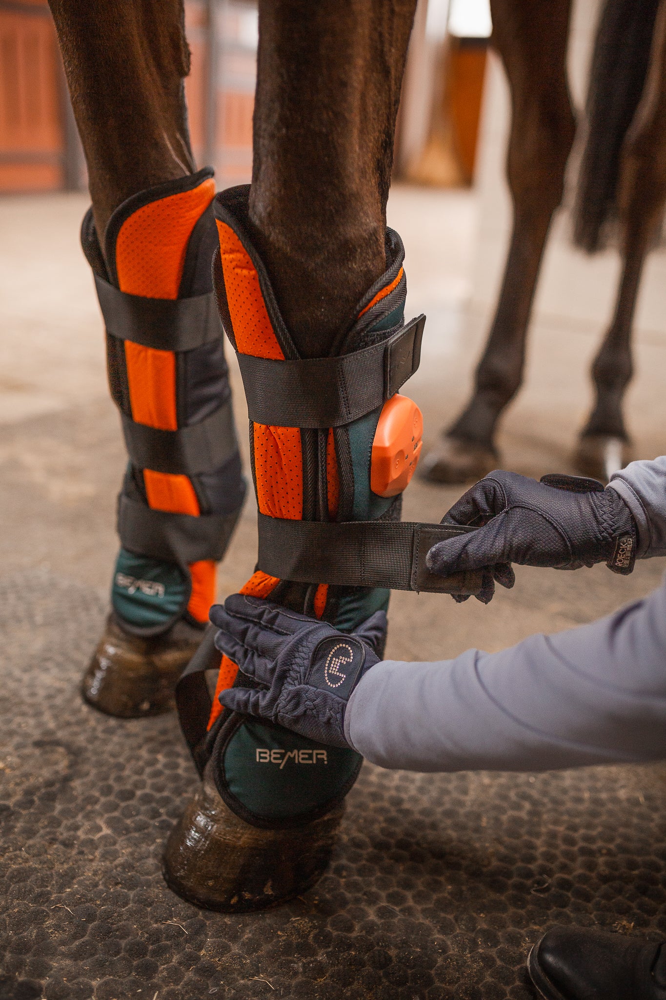 Ochraniacze BEMER Horse – kompleksowa terapia dla Twojego konia