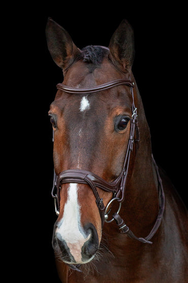 Ogłowie anatomiczne Schockemohle "Ancona Select " Espresso/Silver - Cavalo