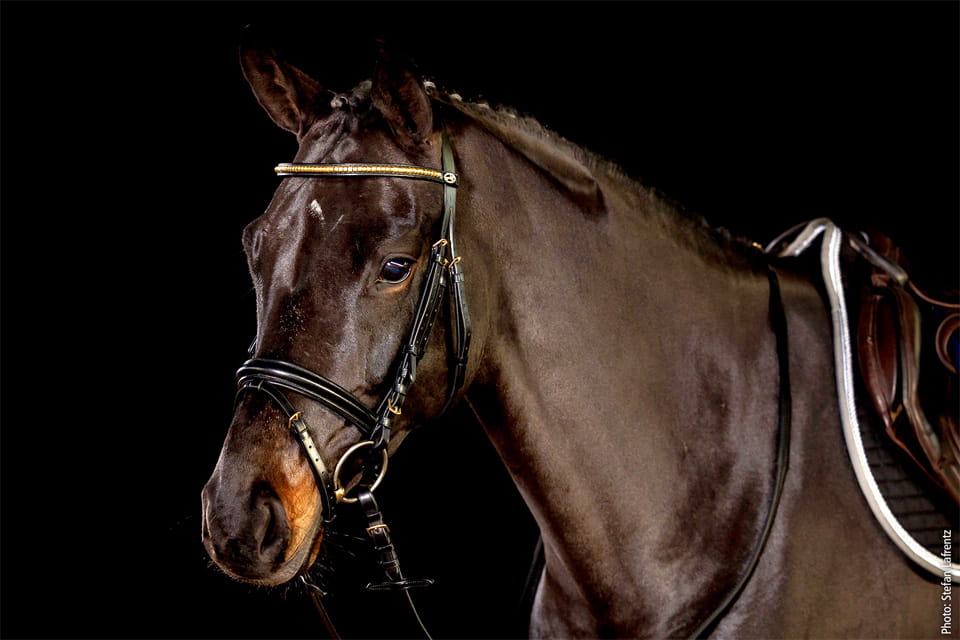 Ogłowie skórzane Schockemohle "Heidelberg" Black - Cavalo