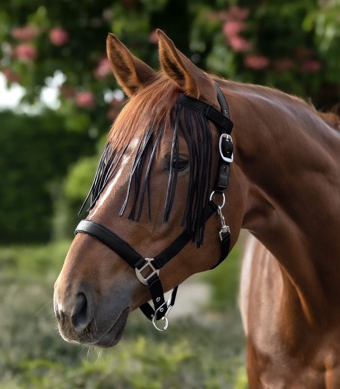 Waldhausen Frędzle przeciw owadom na rzep - Cavalo