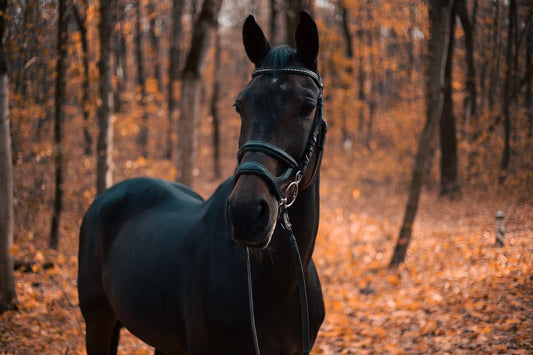 Ile żyje koń? Długość życia koni i kuców