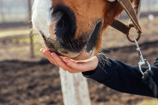 Smakołyki dla koni - nagrody, motywacja i zdrowie w jednym - Cavalo