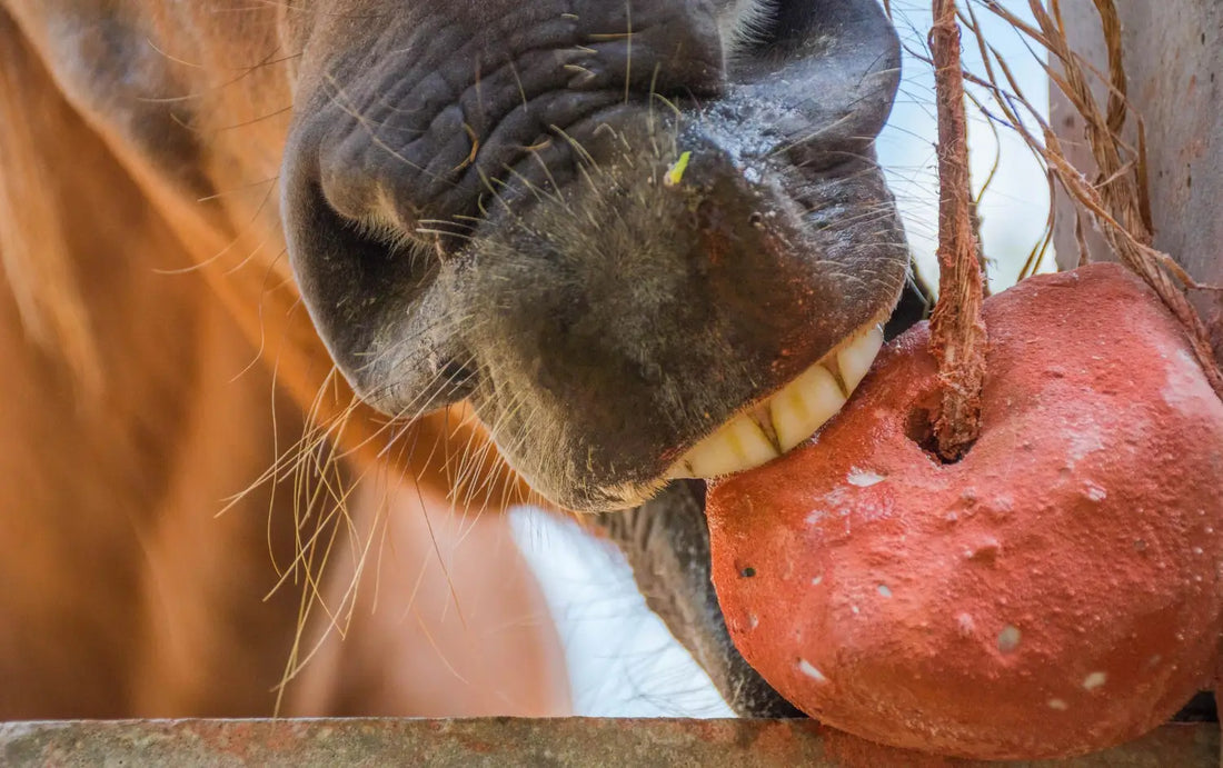 Jak świadomie wybierać najlepsze przysmaki dla konia?