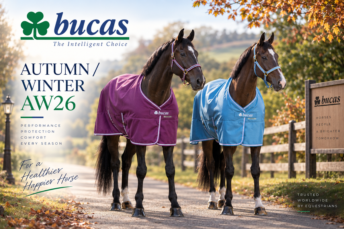 Bucas - Cavalo