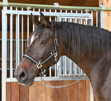 Kantar dla konia Mustang czarny/srebrny Covalliero