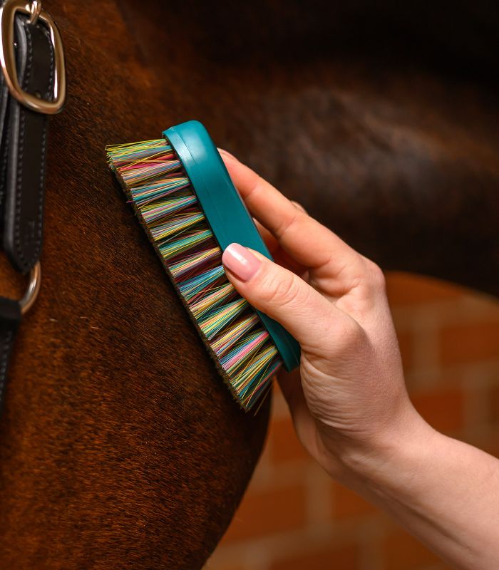 WALDHAUSEN Rainbow Head Brush – delikatna szczotka do pielęgnacji głowy i nóg konia