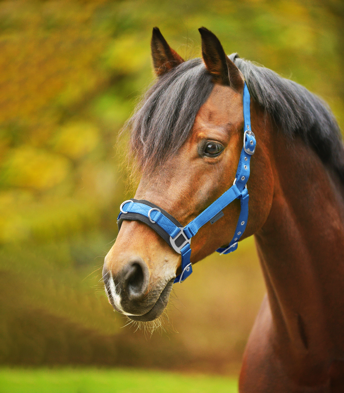 WALDHAUSEN Kawecan parciany do pracy na lonży
