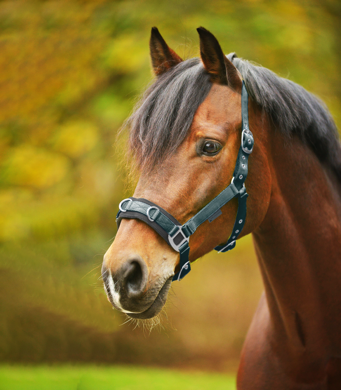 WALDHAUSEN Kawecan parciany do pracy na lonży