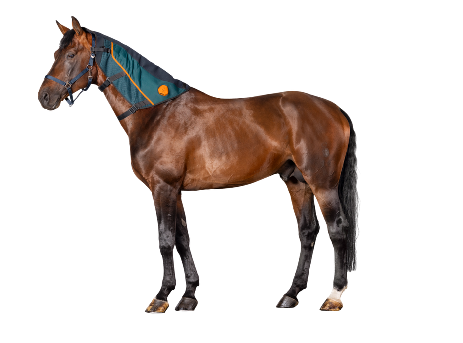 BEMER Horse – Aplikator na Szyję (Kaptur) – kompleksowa terapia dla Twojego konia