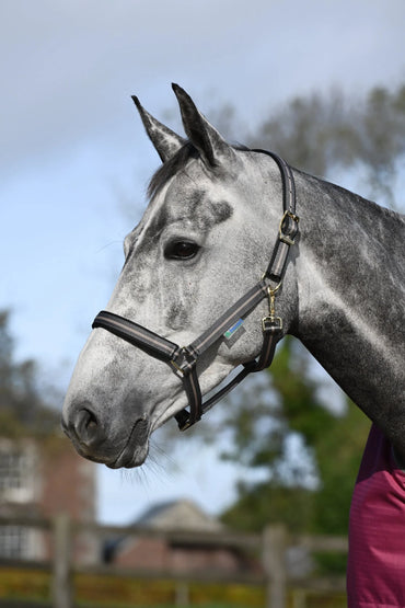 Bucas Kantar Dublin - Cavalo