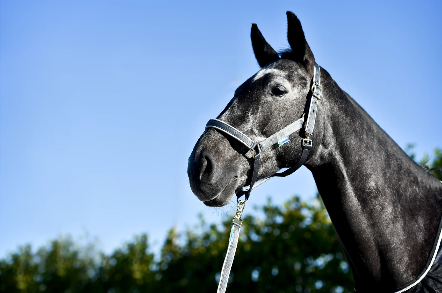Bucas Kantar Dublin - Cavalo