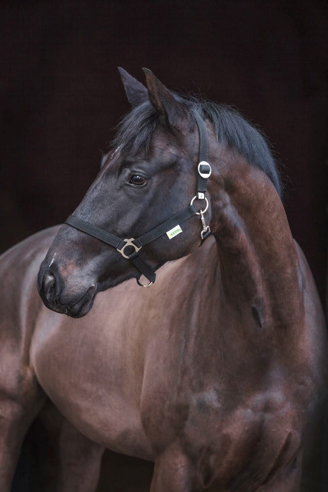Kantar dla konia Classic, czarny, roz. XFull, Covalliero - Cavalo