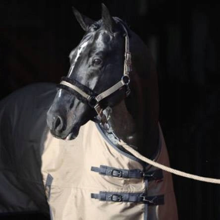 Kantar dla konia granatowy Covalliero Jesień - Zima 2021 Cob - Cavalo