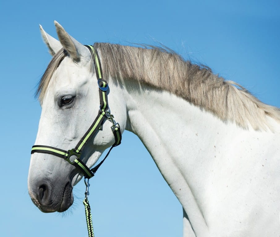 Kantar dla konia Hippo antracyt/jasnozielony Covalliero - Cavalo