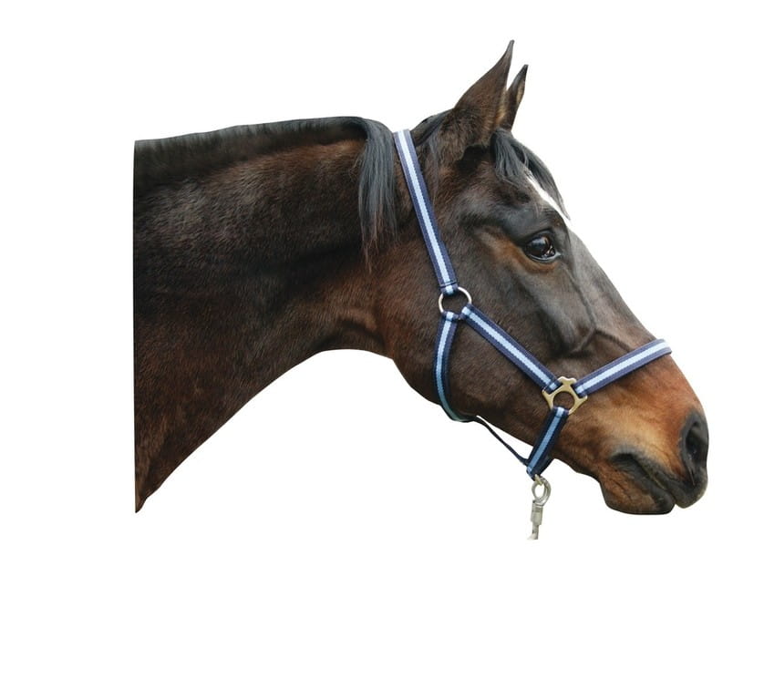 Kantar dla konia Hippo granatowy/niebieski Covalliero - Cavalo