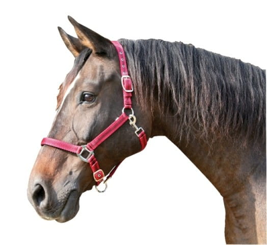 Kantar dla konia Mustang czerwony/czarny Covalliero - Cavalo