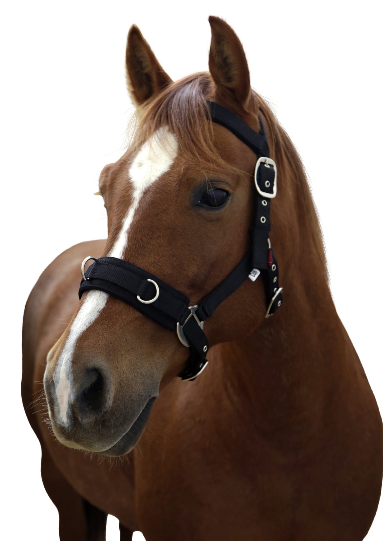 Kawecan dla konia czarny Covalliero - Cavalo