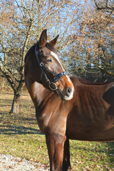 Kawecan dla konia skórzany czarny Covalliero - Cavalo