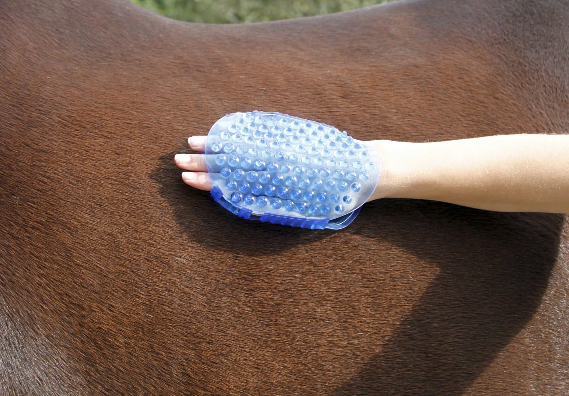 Magnetyczne zgrzebło do masażu konia Covalliero - Cavalo