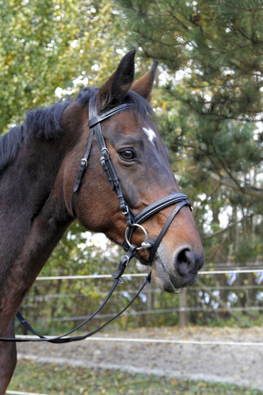 Ogłowie dla konia Classic czarny Covalliero - Cavalo