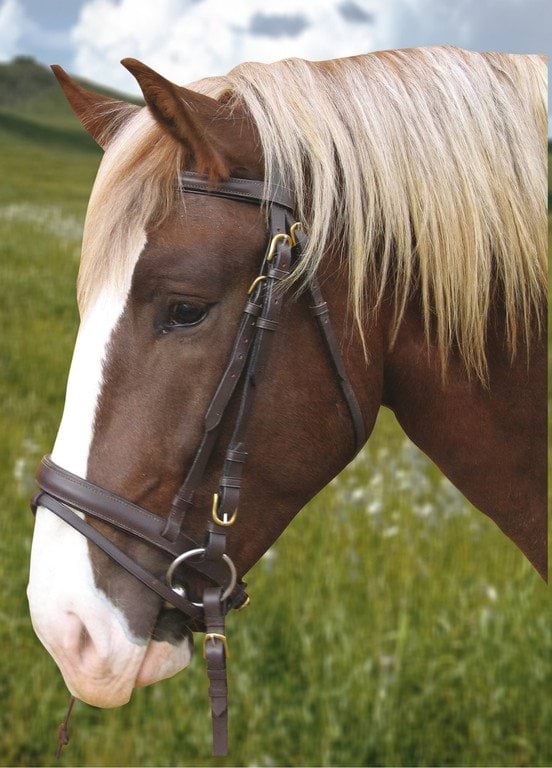 Ogłowie dla konia zimnokrwistego, czarny, Covalliero - Cavalo