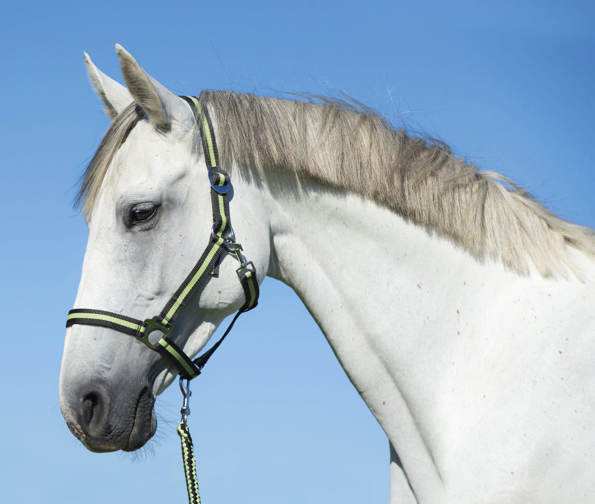 Uwiąz dla konia Hippo, zwykły karabińczyk, antracyt/jasnozielony, 200 cm, Covalliero - Cavalo