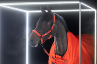 Eskadron DYNAMIC 25 A/W Kantar  SPARKLE Double Pin Black
