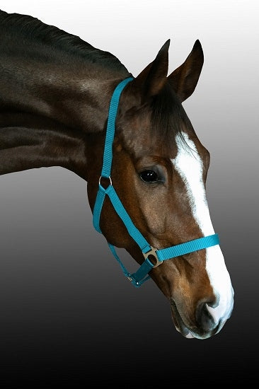 Kantar dla konia BASIS Fenix teal - Cavalo