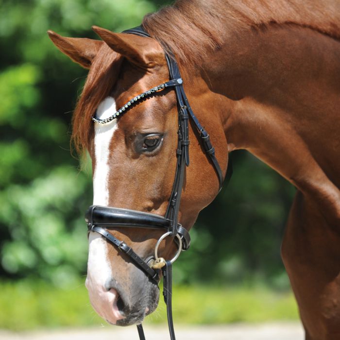 Ogłowie Grey Kavalkade z szwedzkim nachrapnikiem - Cavalo