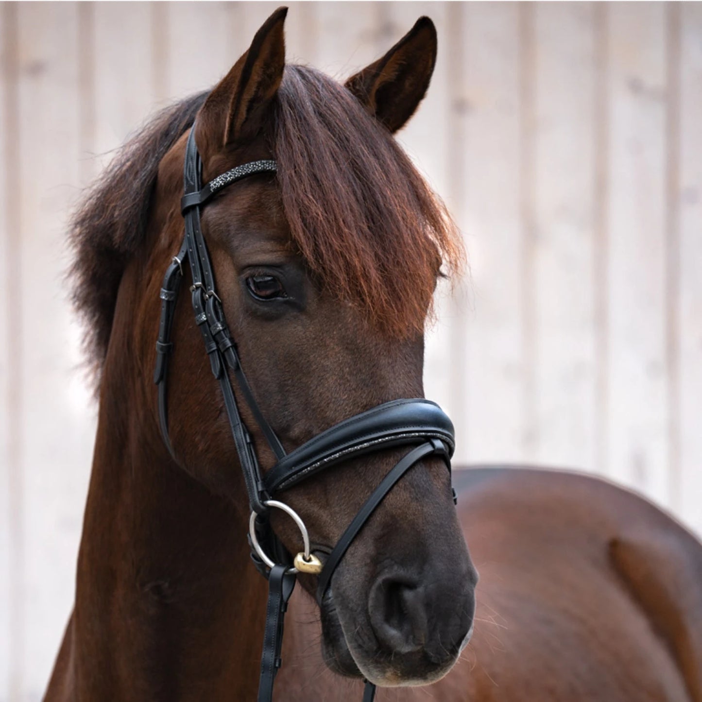 Ogłowie Kavalkade Victoria z nachrapnikiem szwedzkim - KavalSH4 - Cavalo