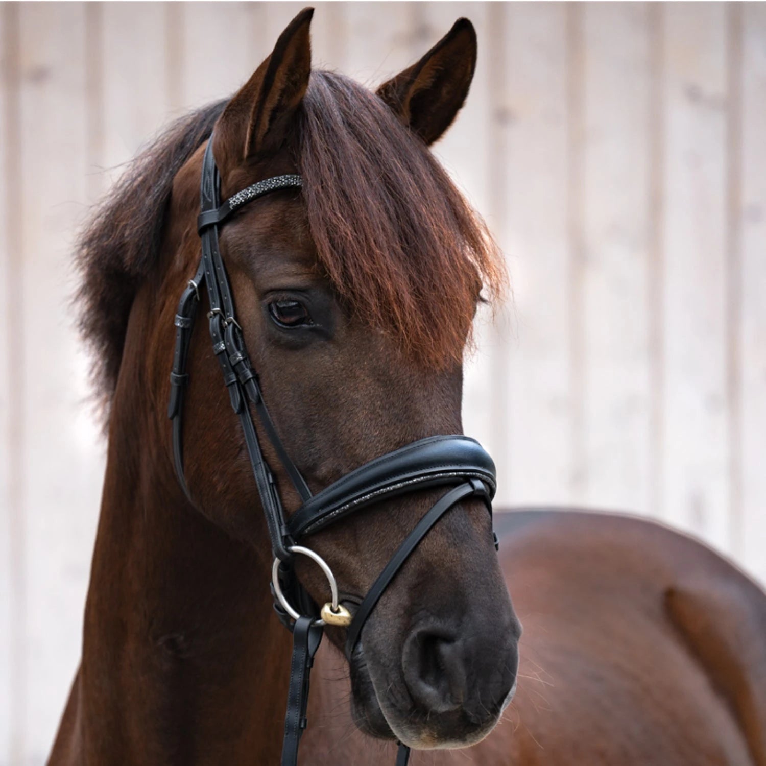 Ogłowie Kavalkade Victoria z nachrapnikiem szwedzkim - KavalSH4 - Cavalo
