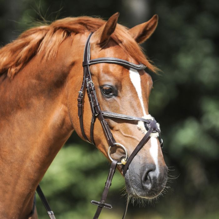Ogłowie meksykańskie Diandro Kavalkade - Cavalo